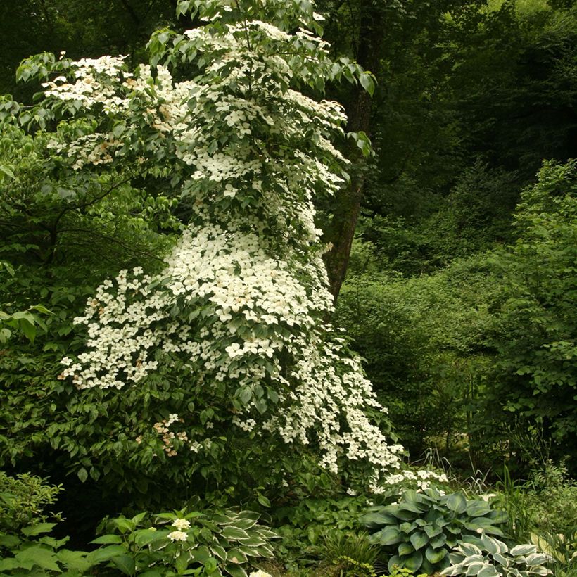 Liljakanukka Chinensis (Kasvutapa)