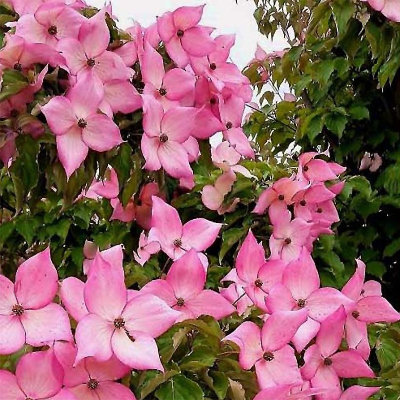Liljakanukka Rosy Teacups (Kukinta)