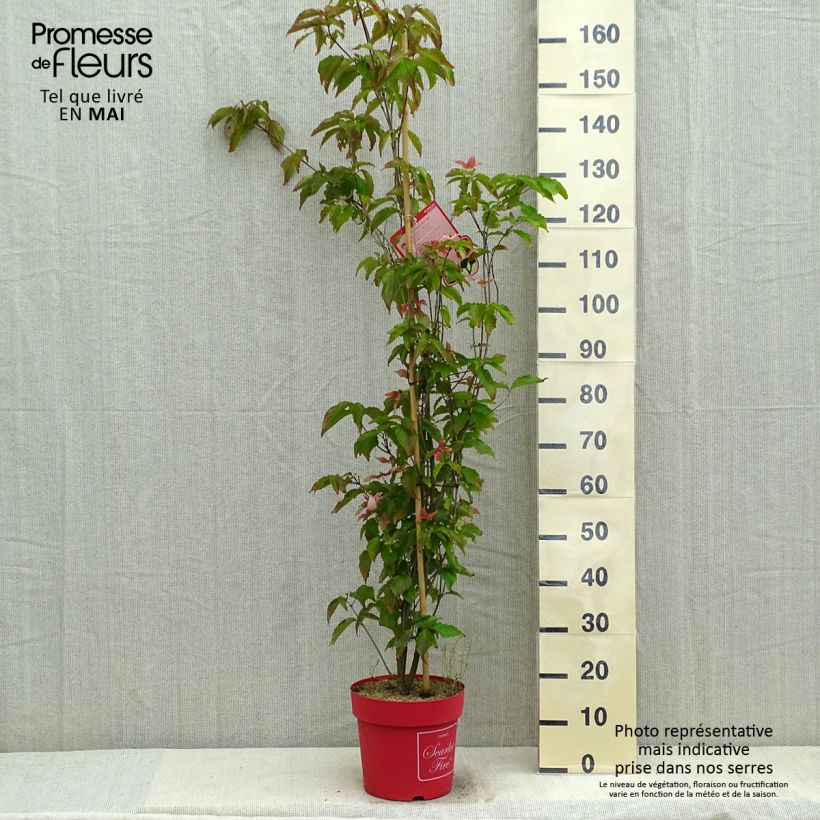 Esimerkki keväällä toimitetusta Liljakanukka Scarlet Fire Pot de 7,5L/10L-taimesta