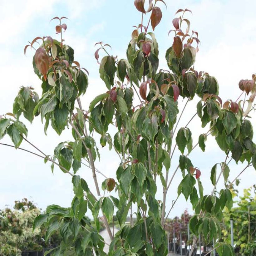 Liljakanukka Teutonia (Lehvistö)
