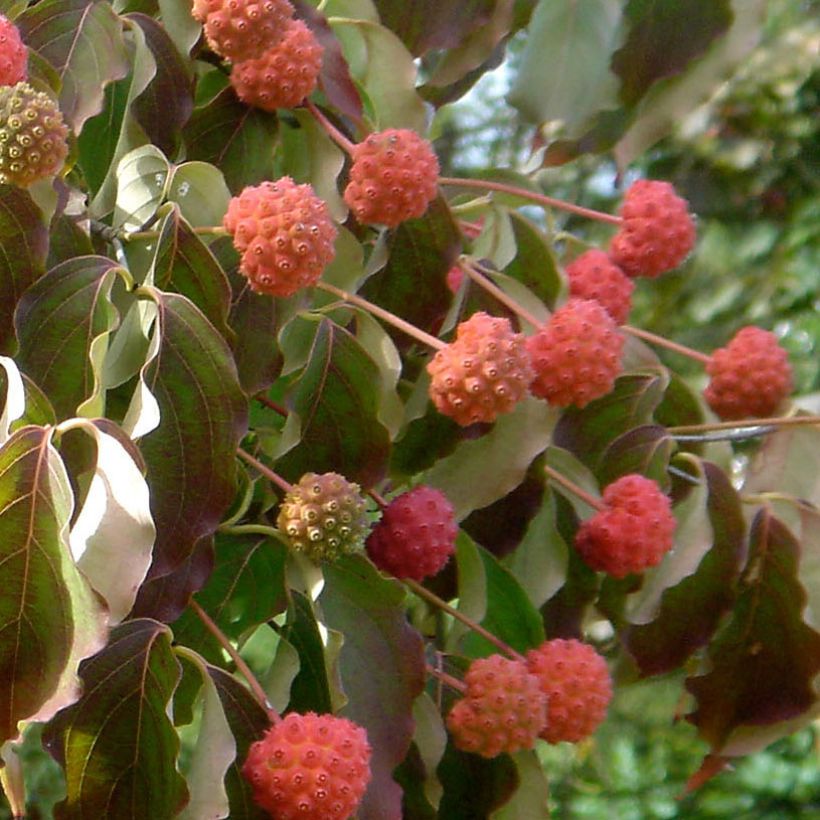 Liljakanukka Teutonia (Sadonkorjuu)