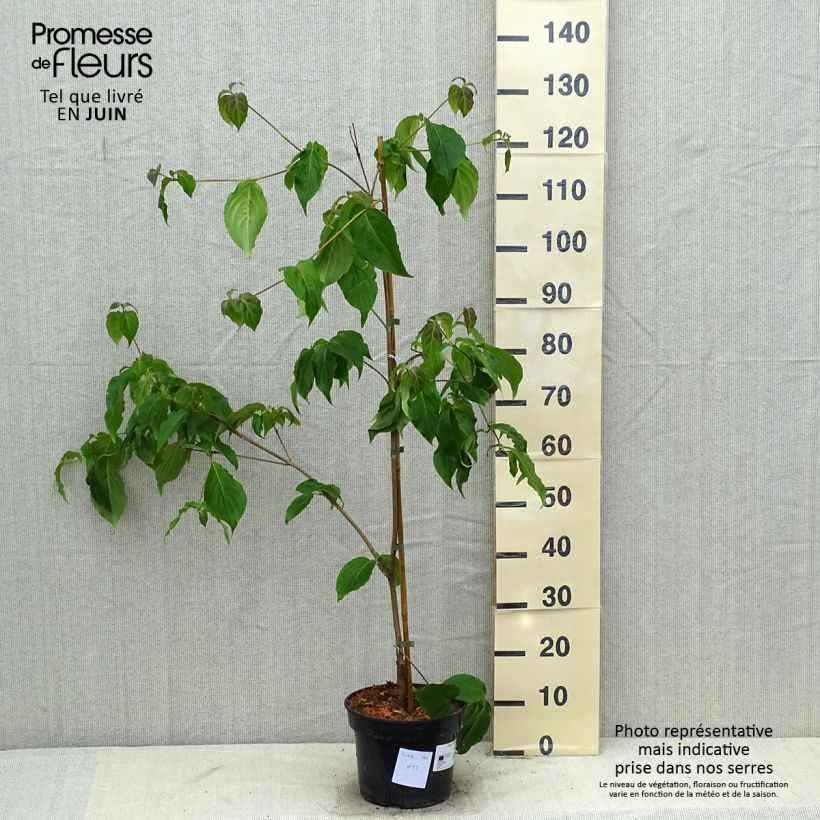 Esimerkki kesällä toimitetusta Liljakanukka Teutonia Pot de 4L/5L-taimesta