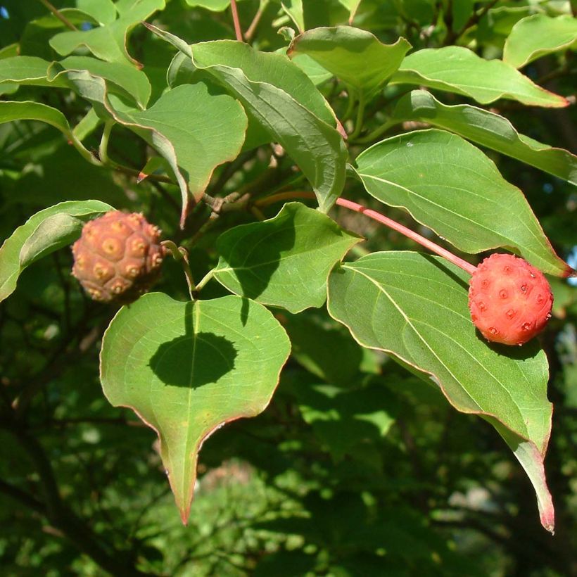 Liljakanukka Chinensis (Lehvistö)
