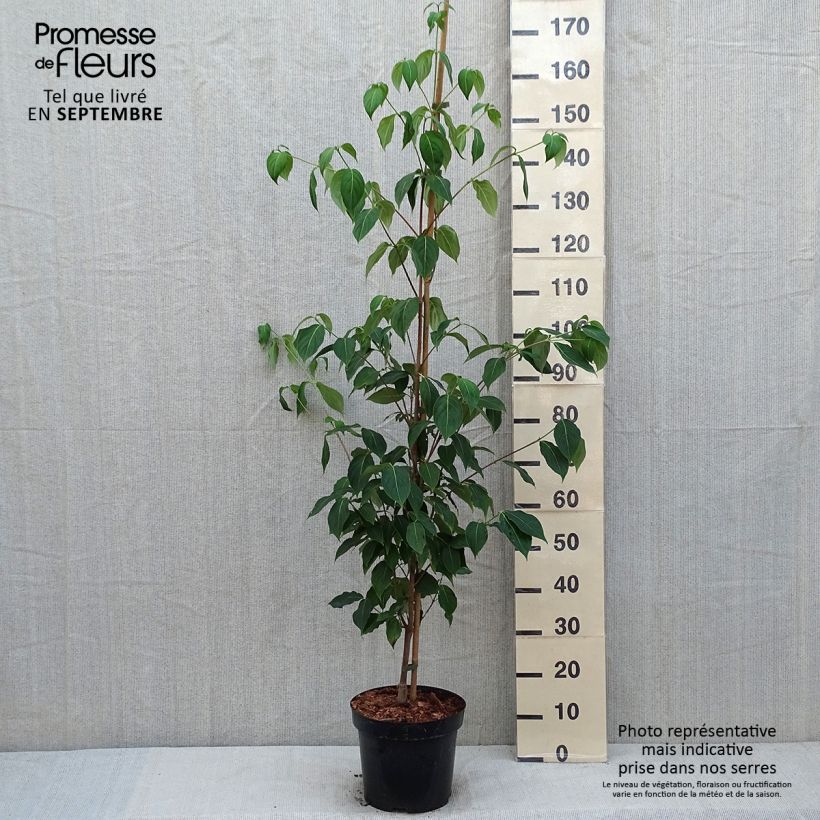 Esimerkki kesällä toimitetusta Kiinan liljakanukka Great Star Pot de 7,5L/10L-taimesta