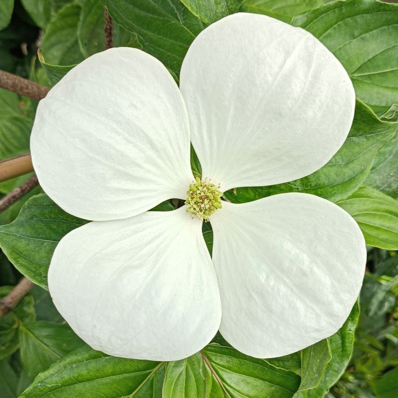 Liljakanukka Venus (Kukinta)