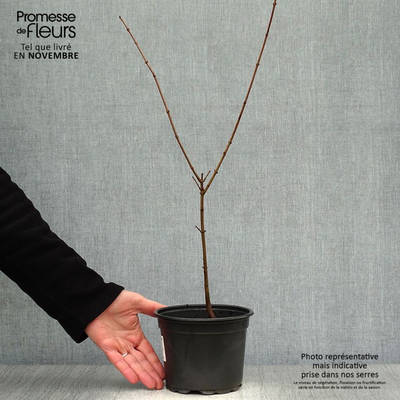 Esimerkki syksyllä toimitetusta Punamarjakanukka - Cornus mas 2 litran/3 litran ruukku-taimesta