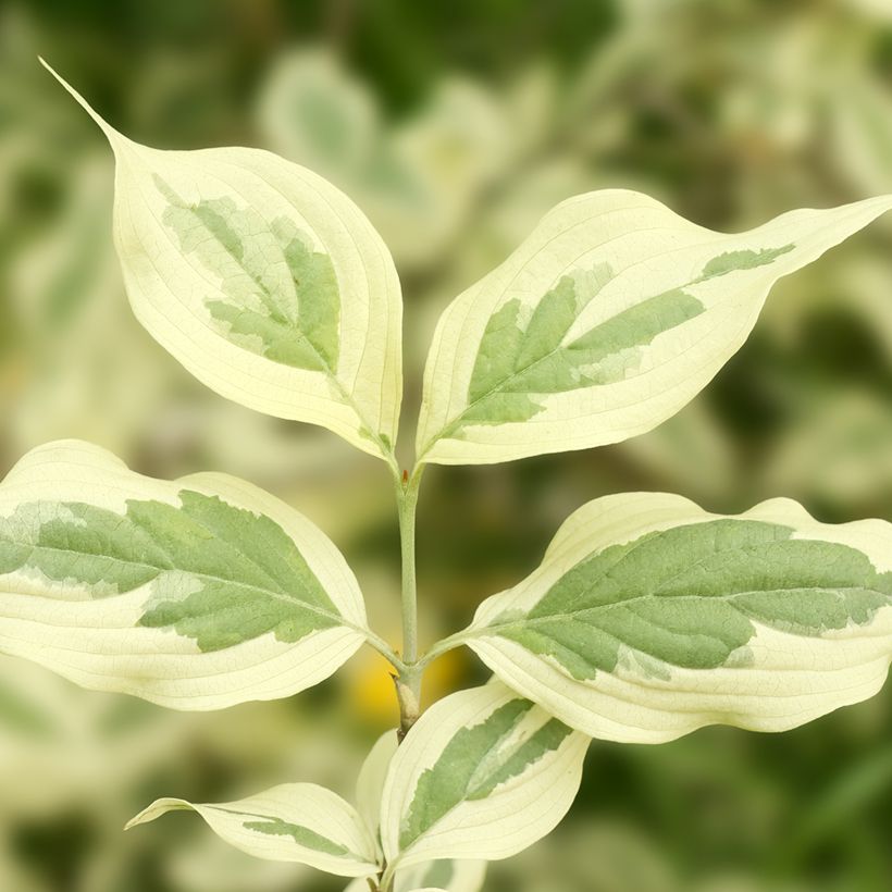 Punamarjakanukka Variegata (Lehvistö)