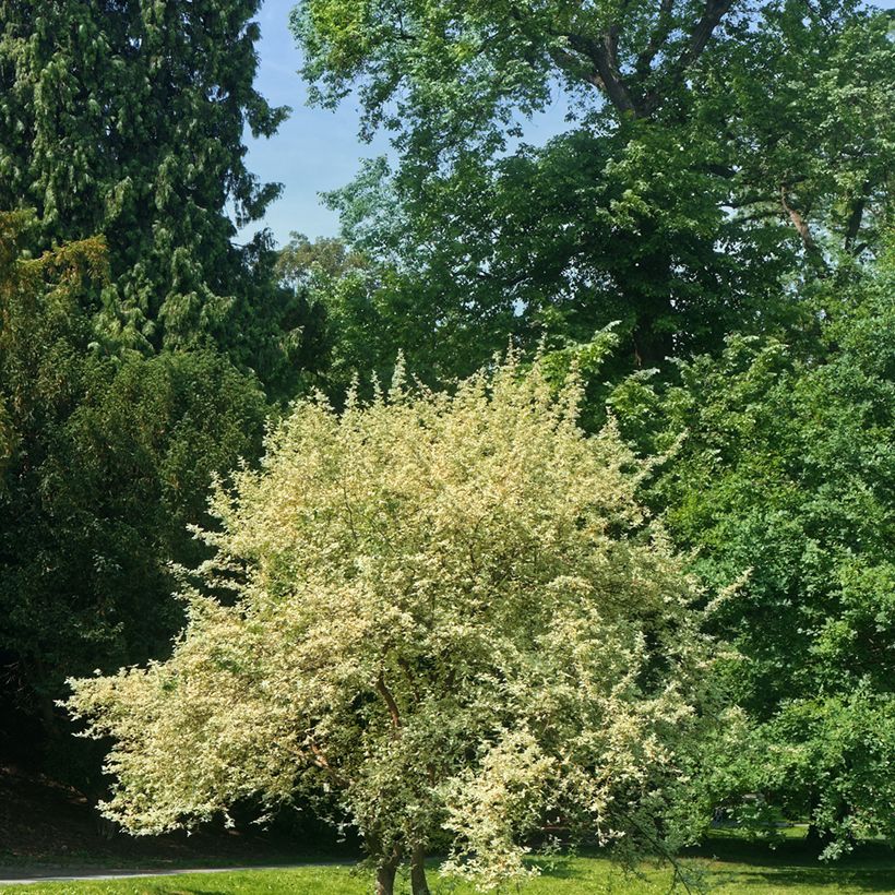 Punamarjakanukka Variegata (Kasvutapa)
