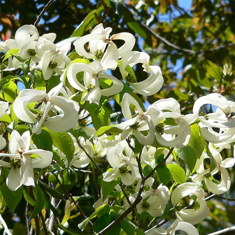 Lännenkukkakanukka - Cornus florida subsp. urbiniana (Kukinta)