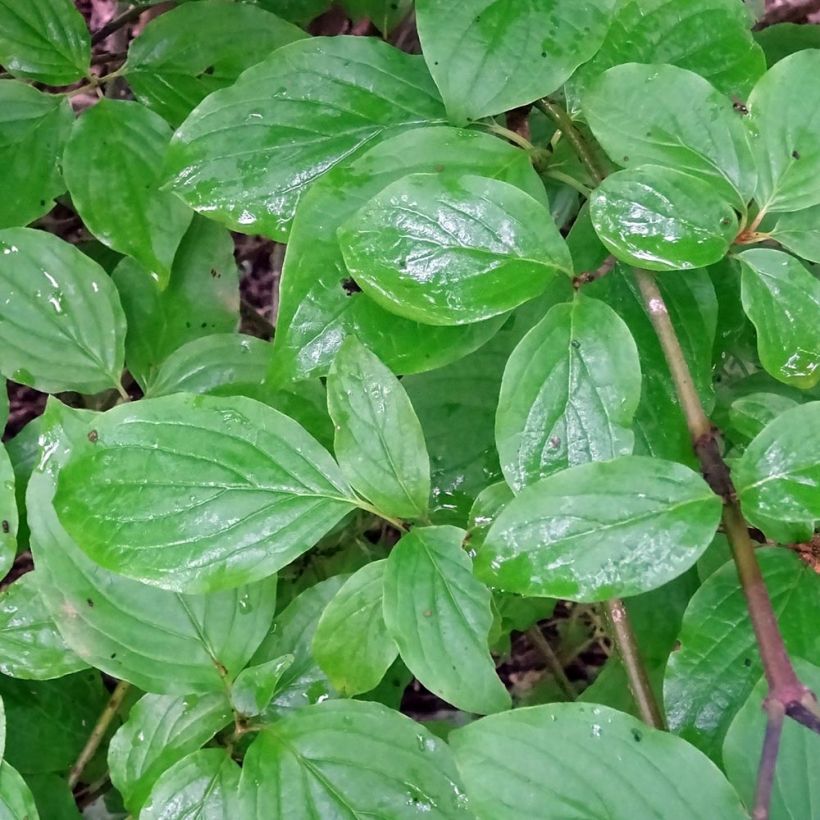 Mustamarjakanukka - Cornus sanguinea (Lehvistö)