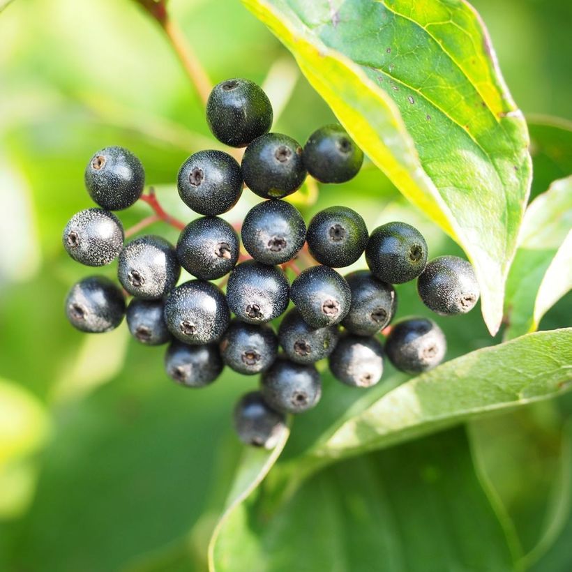 Mustamarjakanukka - Cornus sanguinea (Sadonkorjuu)