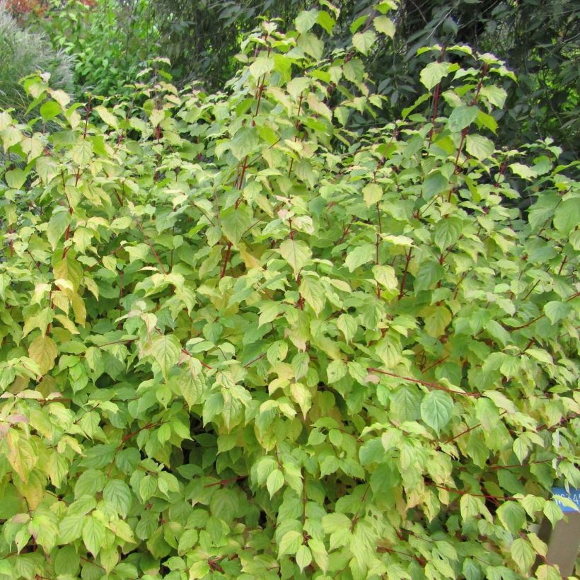 Mustamarjakanukka Anny's Winter Orange (Kasvutapa)