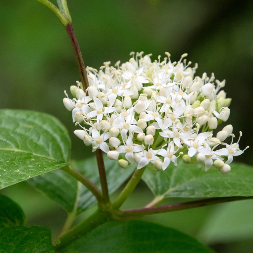 Mustamarjakanukka - Cornus sanguinea (Kukinta)