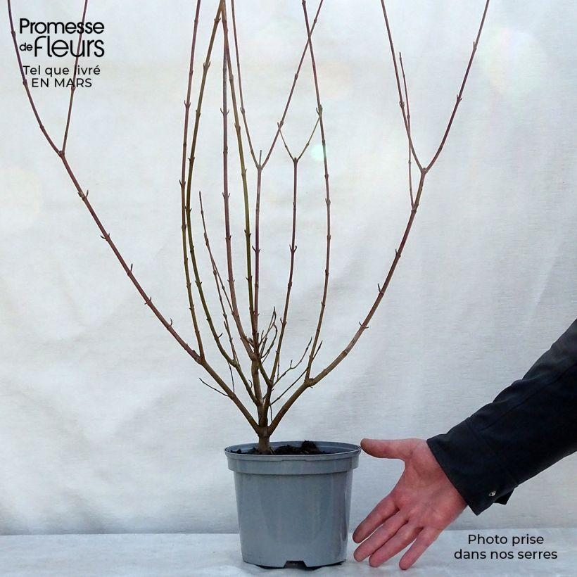 Esimerkki keväällä toimitetusta Mustamarjakanukka - Cornus sanguinea Ruukku 2L / 3L-taimesta