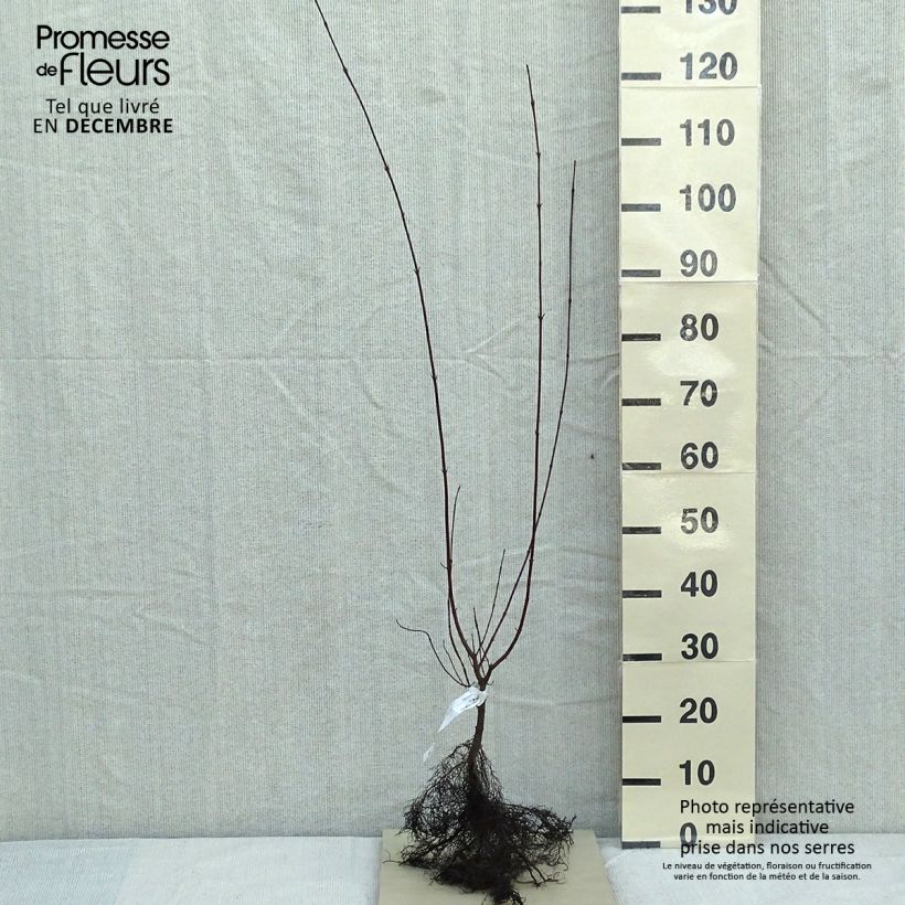 Esimerkki talvella toimitetusta Mustamarjakanukka - Cornus sanguinea Paljasjuurinen-taimesta
