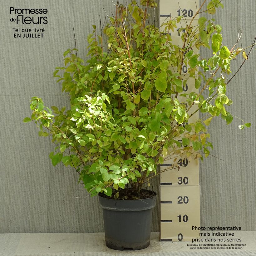 Esimerkki kesällä toimitetusta Mustamarjakanukka Mid Winter Fire Ruukku 6L / 7L-taimesta