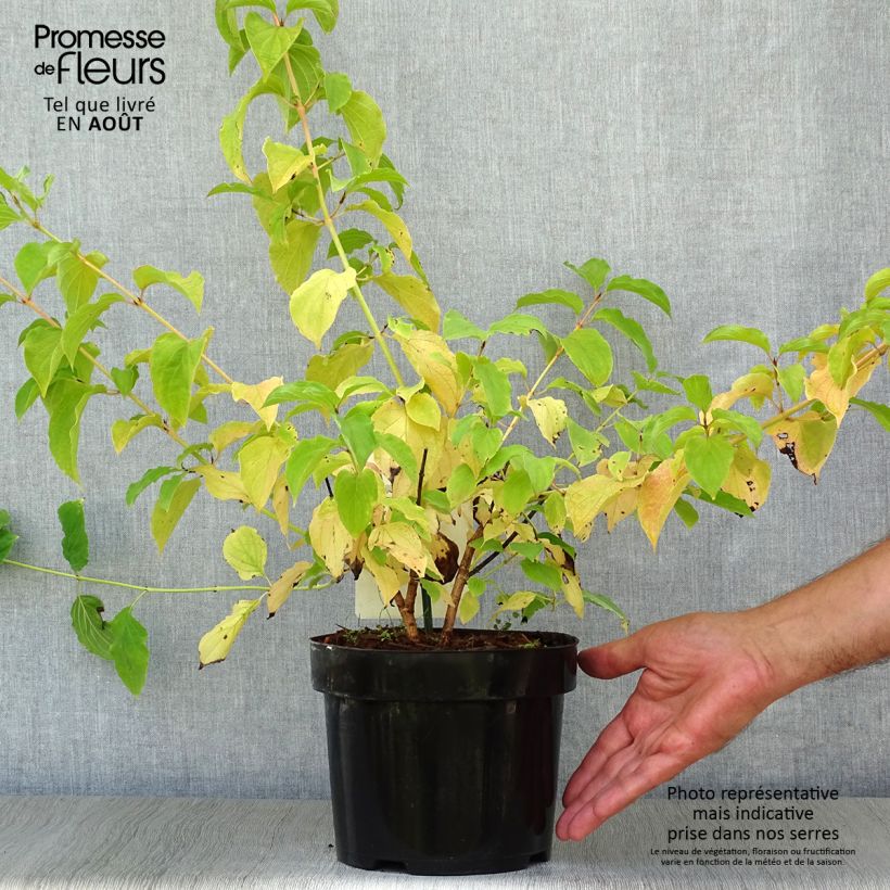 Esimerkki kesällä toimitetusta Mustamarjakanukka Winter Beauty Ruukku 2L / 3L-taimesta
