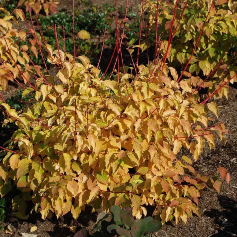 Mustamarjakanukka Winter Beauty (Kukinta)