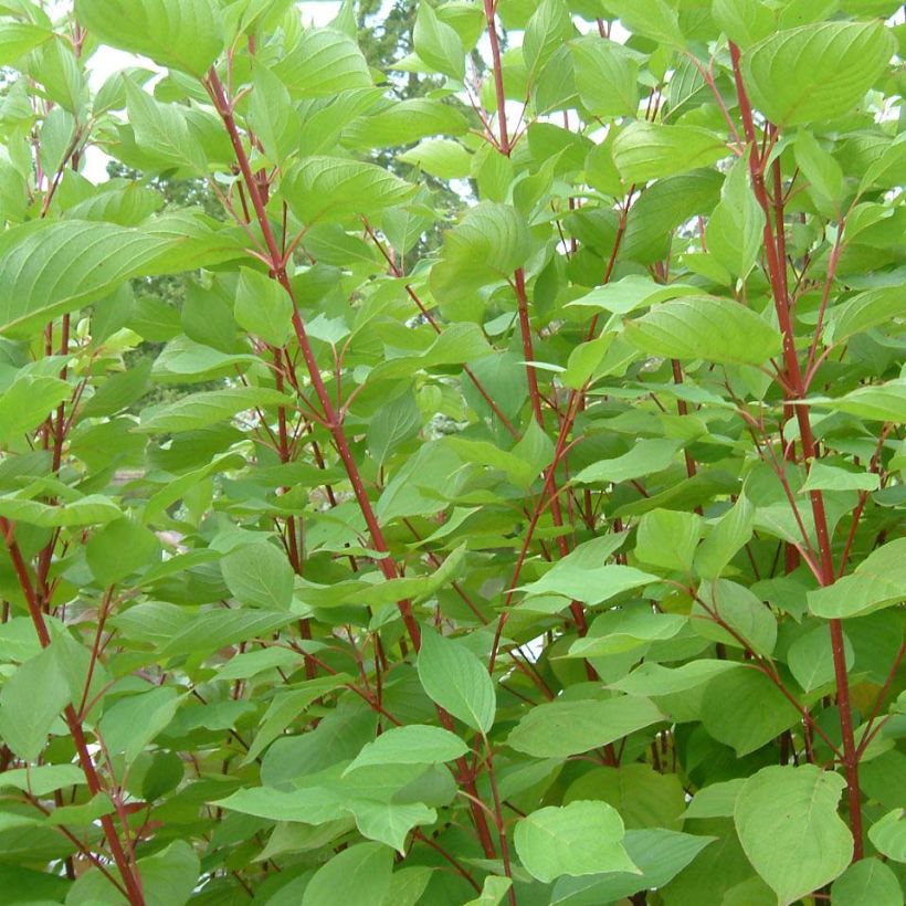 Lännenkanukka Baileyi (Lehvistö)