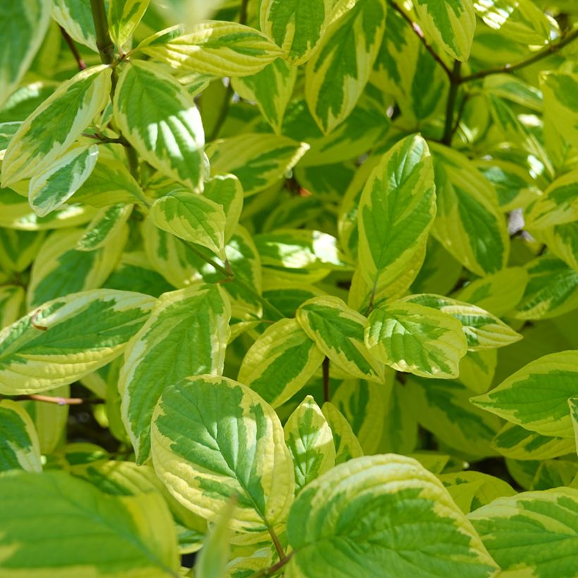 Lännenkanukka Hedgerow's Gold (Lehvistö)
