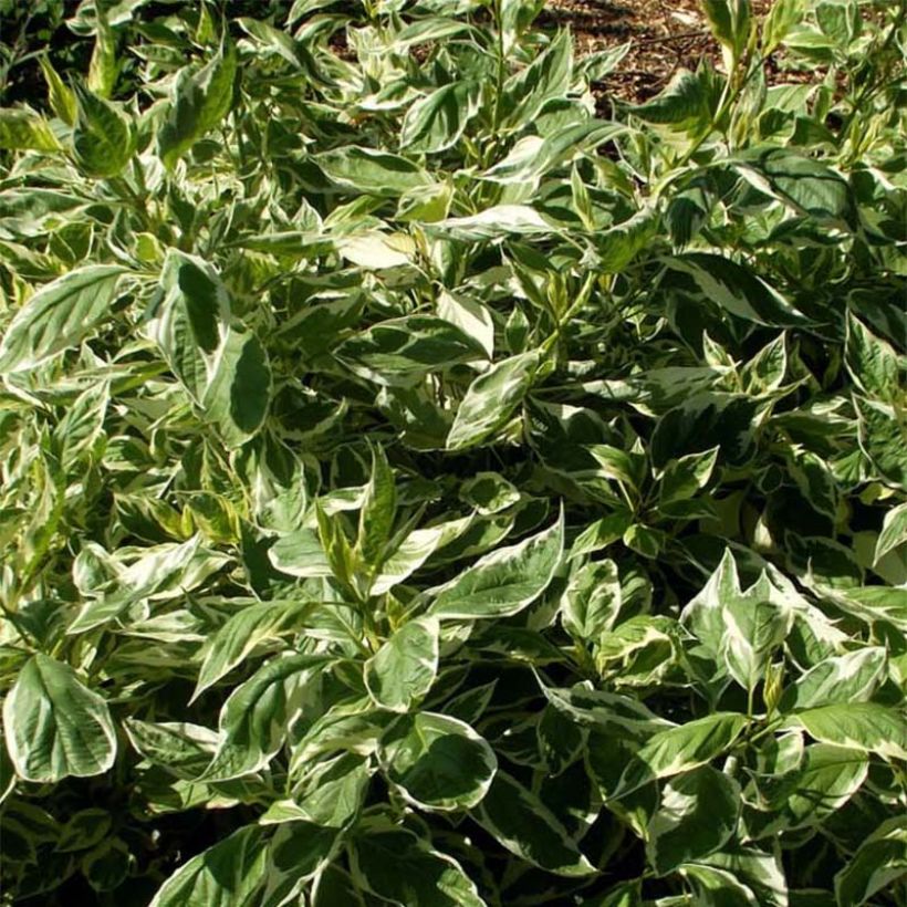 Lännenkanukka White Gold (Lehvistö)