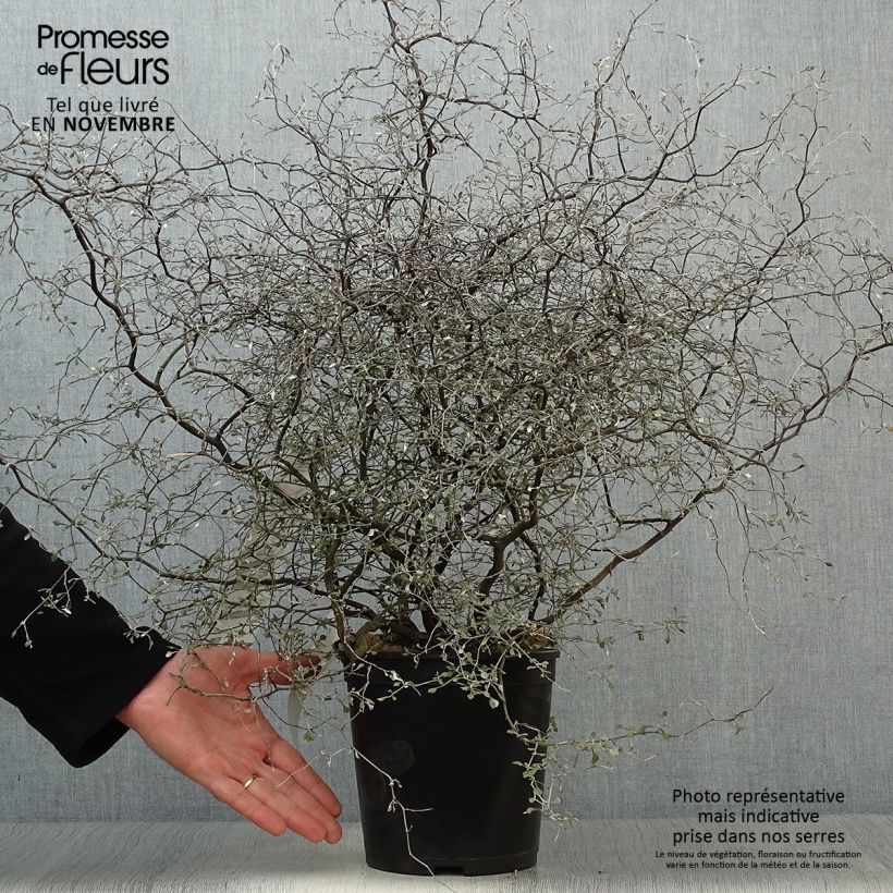 Esimerkki syksyllä toimitetusta Corokia cotoneaster Little prince 4 litran/5 litran ruukku-taimesta