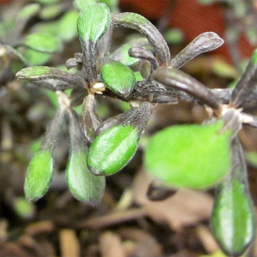 Corokia cotoneaster Little prince (Lehvistö)