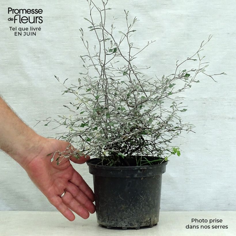 Esimerkki kesällä toimitetusta Corokia cotoneaster Ruukku 1L / 1,5L-taimesta