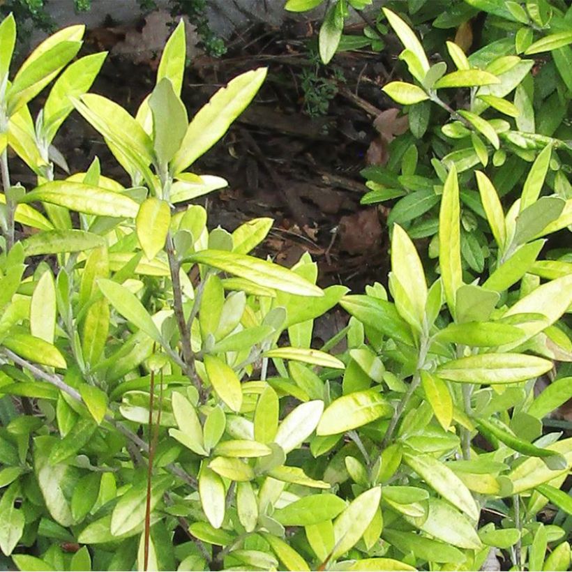 Corokia virgata Banana Royal (Lehvistö)