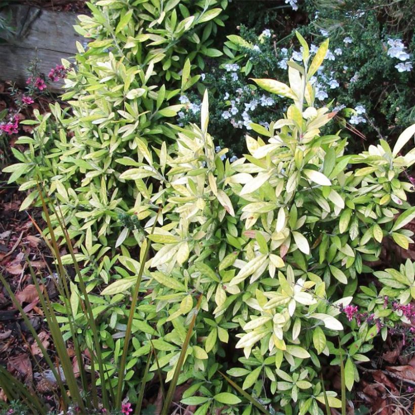 Corokia virgata Banana Royal (Kasvutapa)