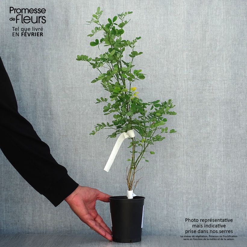 Esimerkki syksyllä toimitetusta Pensashevonpalko - Hippocrepis emerus 1 litran / 1,5 litran ruukku-taimesta