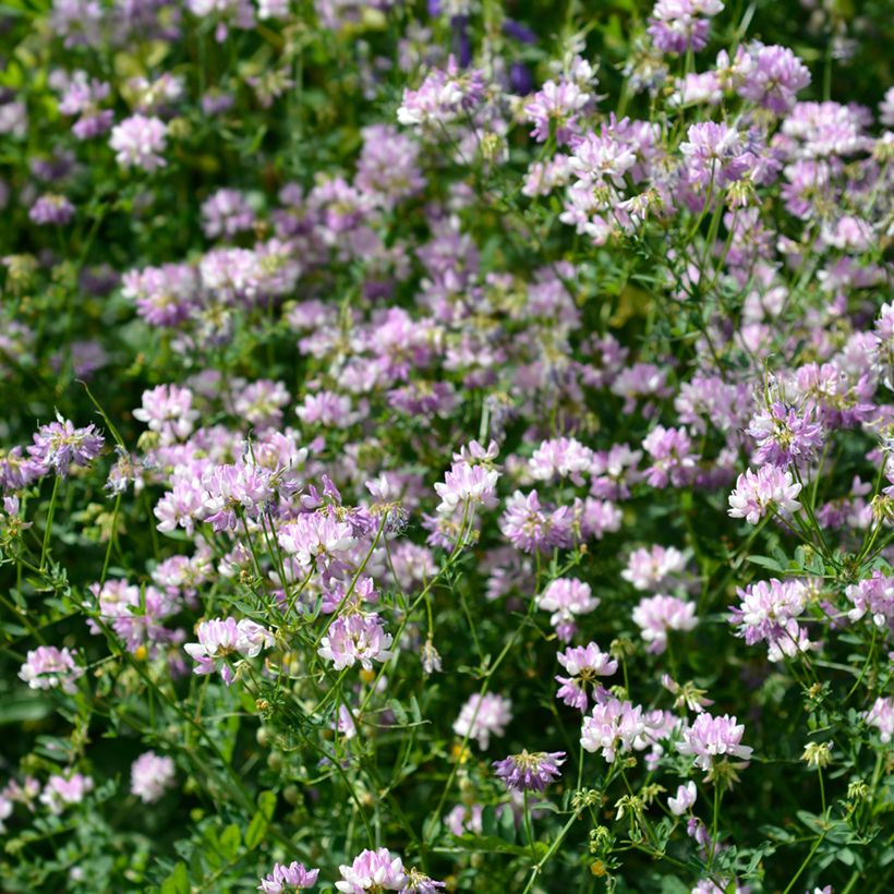 Nivelvirna - Coronilla varia (Kasvutapa)
