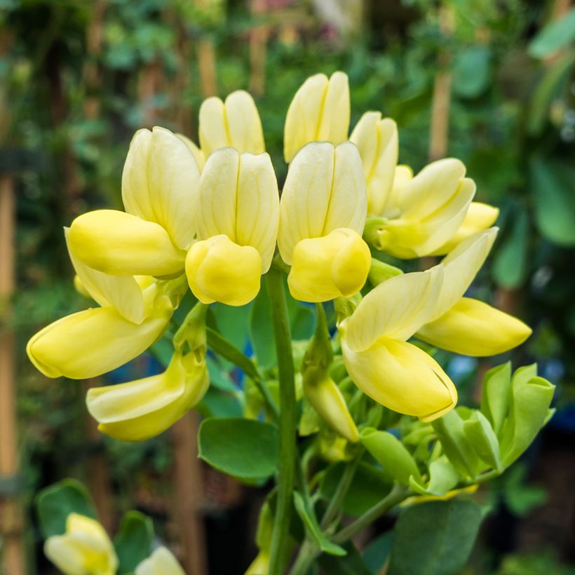 Nivelvirna Citrina (Kukinta)