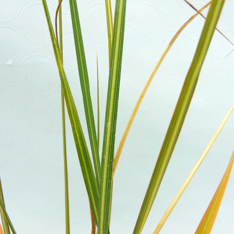 Pampaheinä - Cortaderia richardiii (Lehvistö)