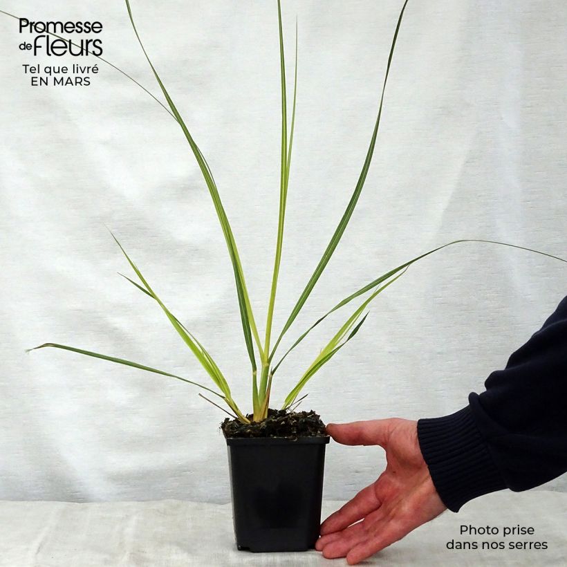 Esimerkki keväällä toimitetusta Pampaheinä - Cortaderia richardiii Godet de 8/9 cm-taimesta