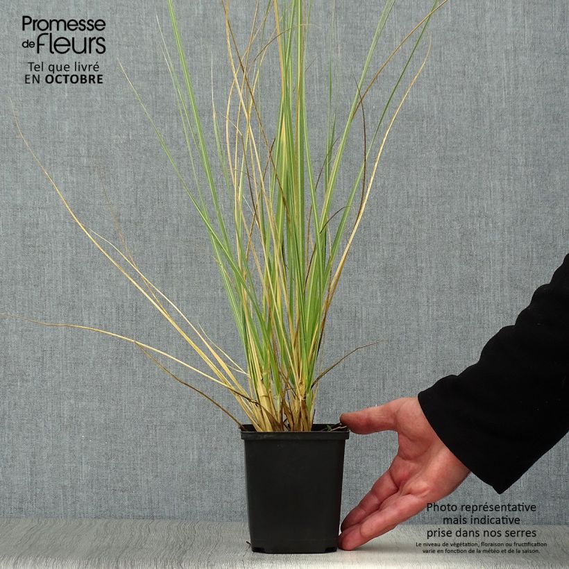 Esimerkki syksyllä toimitetusta Pampaheinä - Cortaderia richardiii 8/9 cm taimiruukku-taimesta