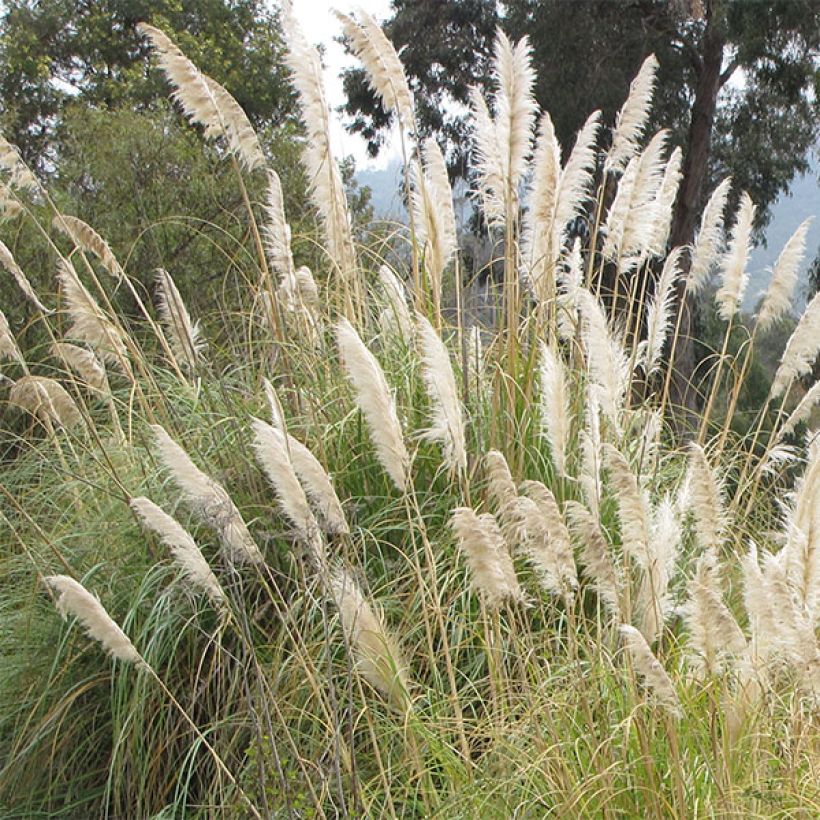 Pampaheinä - Cortaderia selloana (Kukinta)