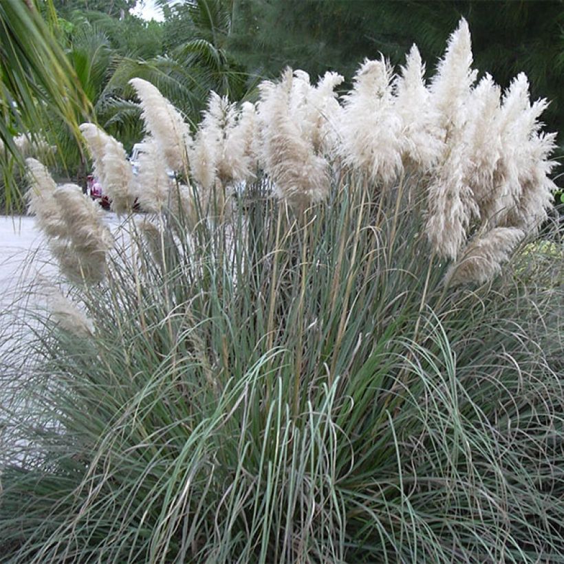 Pampaheinä - Cortaderia selloana (Kasvutapa)