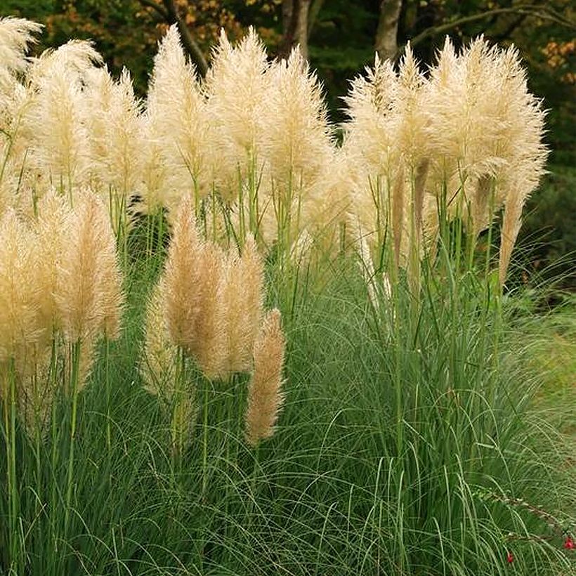 Pampaheinä Mini Pampas Gold (Kasvutapa)