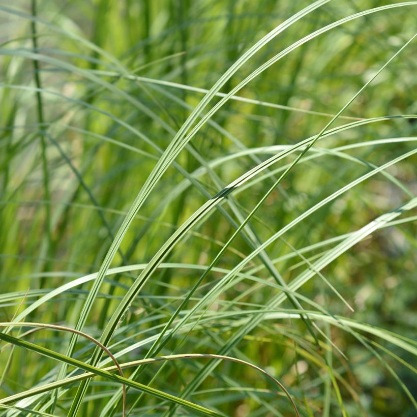 Pampaheinä Mini Pampas (Lehvistö)