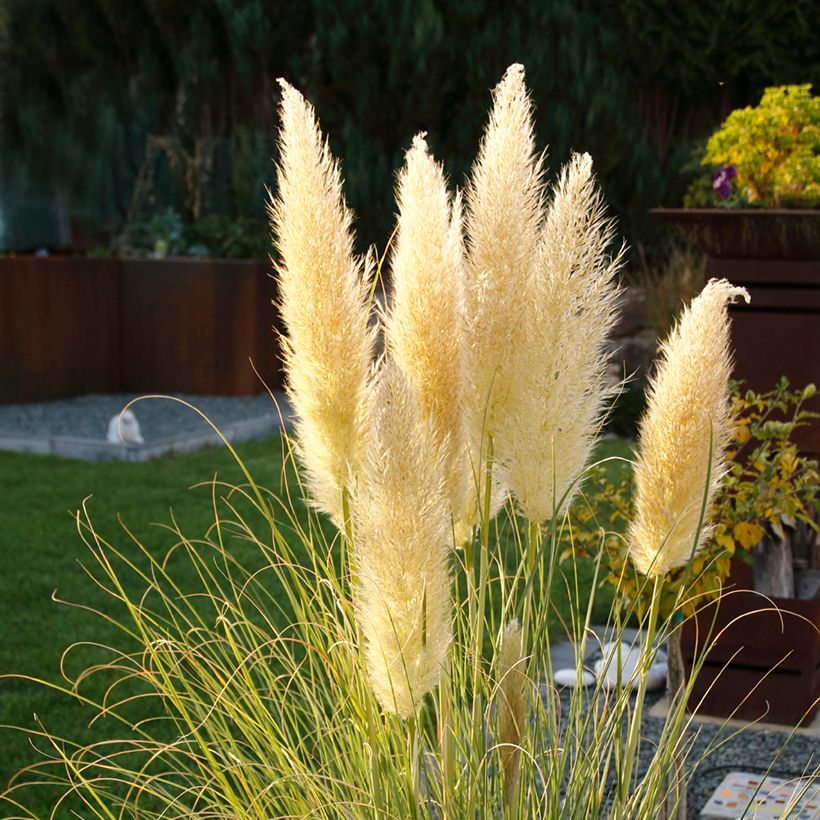 Pampaheinä Mini Pampas (Kukinta)