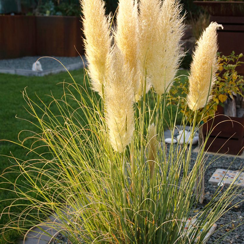 Pampaheinä Mini Pampas (Kasvutapa)