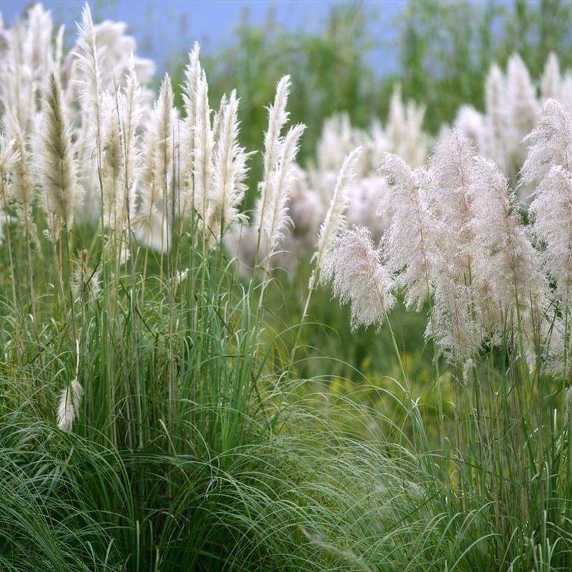 Pampaheinä Mini Silver Pampas (Kasvutapa)