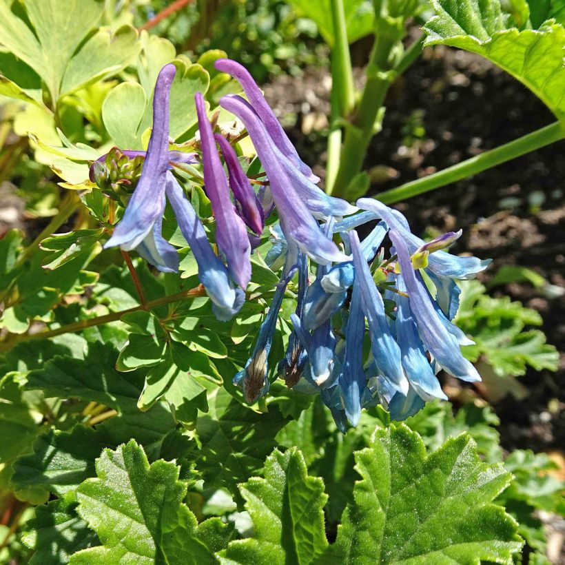 Kiurunkannus - Corydalis elata (Kukinta)