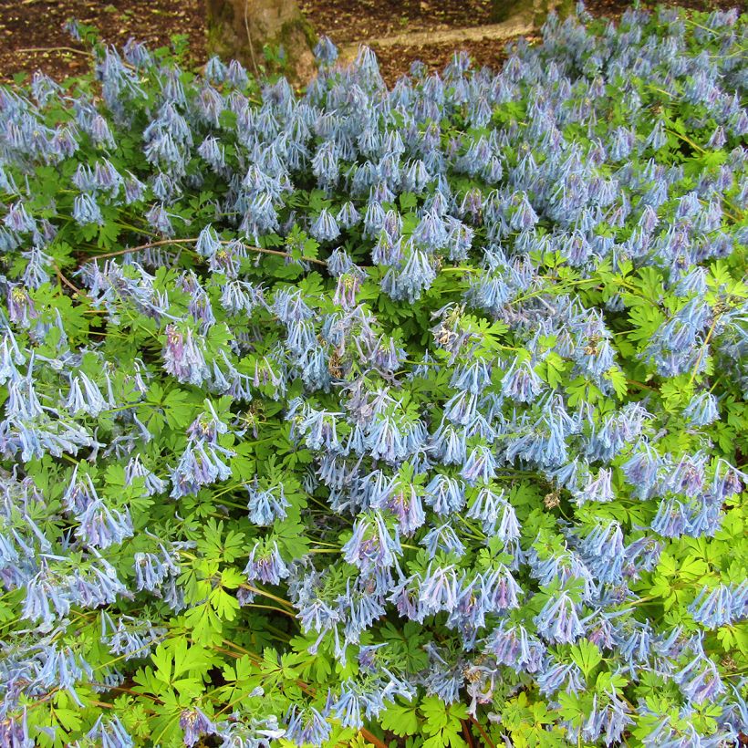 Kiurunkannus - Corydalis elata (Kasvutapa)