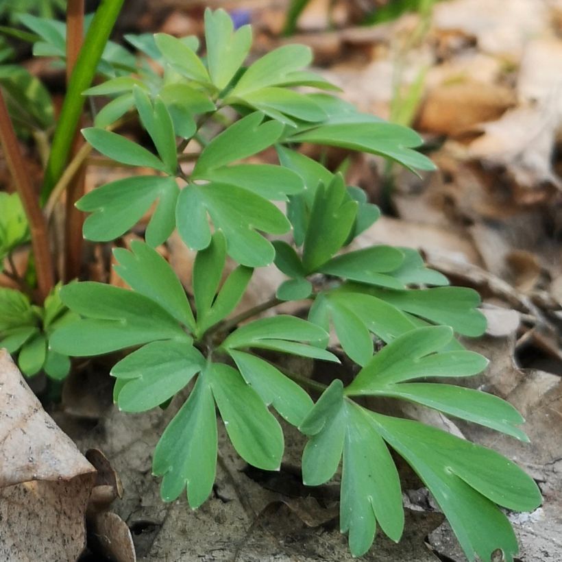 Kiurunkannus - Corydalis sp. from Sichuan (Lehvistö)
