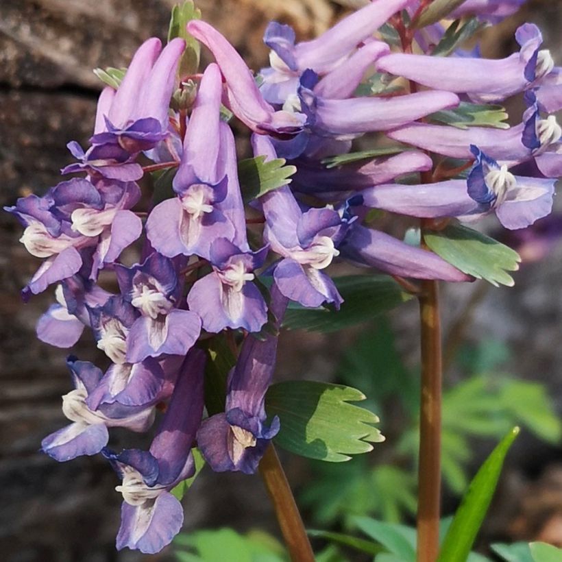 Kiurunkannus - Corydalis sp. from Sichuan (Kukinta)