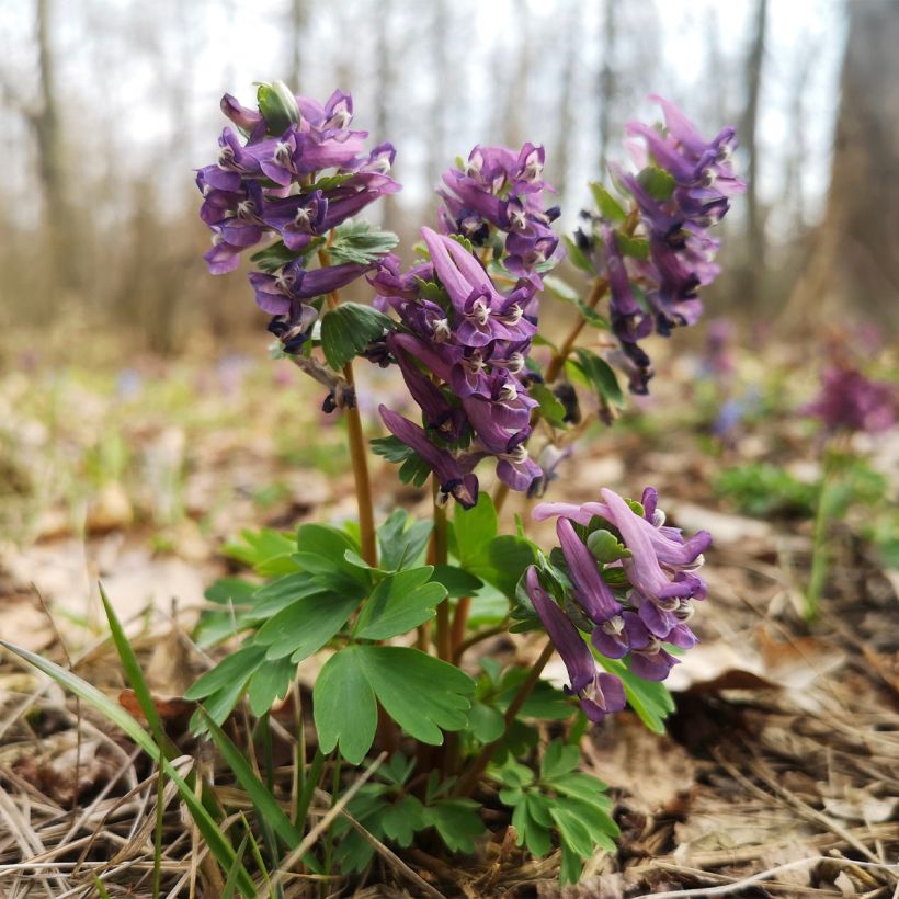 Kiurunkannus - Corydalis sp. from Sichuan (Kasvutapa)