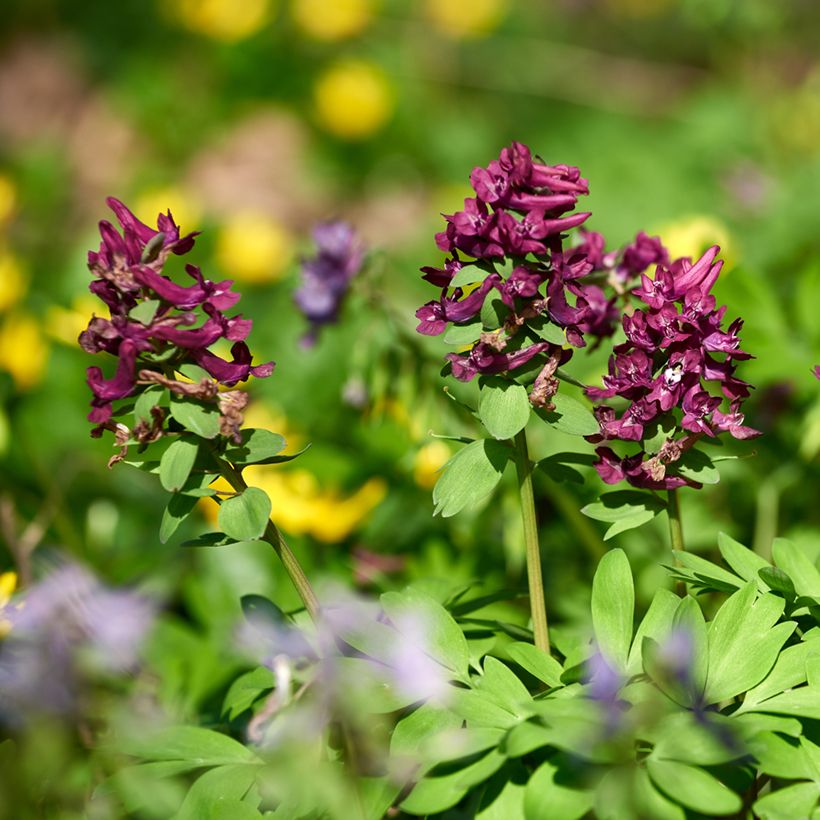 Pystykiurunkannus Purple Bird (Kasvutapa)