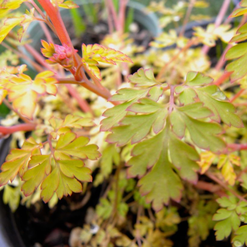 Kiurunkannus Berry Exciting (Lehvistö)